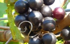 Lane Muscadine Grape Vine (Self Fertile) - 1 Gallon Pot 9 Lane Muscadine Grape Vine (Self Fertile) - 1 Gallon Pot -Plant Sale Shop 10133 lane muscadine