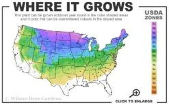 Red Tipped Norway Spruce (Picea Abies 'Rubra Spicata') - 6 Gallon Pot -Plant Sale Shop 3A 8A 1