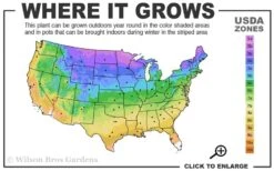 Limeglow Golden Andorra Compact Juniper - 3 Gallon Pot 10 Limeglow Golden Andorra Compact Juniper - 3 Gallon Pot -Plant Sale Shop 3a 9b 1