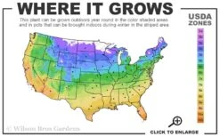 Purpurea Plena Elegans Clematis - 1 Gallon Pot -Plant Sale Shop 4a 11 1