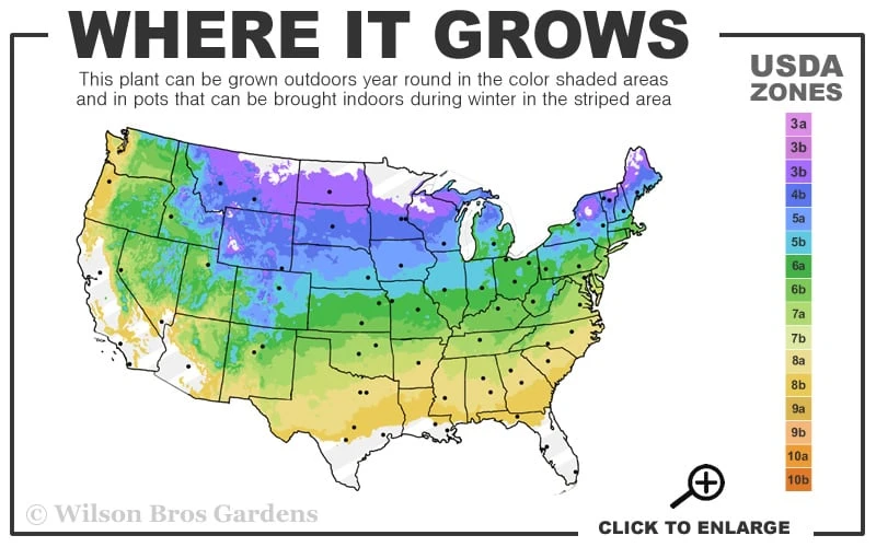 Filip's Golden Tears Lawson Cypress - 1 Gallon Pot 4 Filip's Golden Tears Lawson Cypress - 1 Gallon Pot - Image 3
