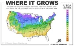 Whipcord Arborvitae (Single Trunk Topiary Tree) - 2 Gallon Pot -Plant Sale Shop 4a 8b