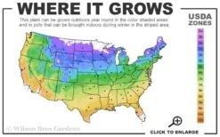 Sweetshrub - Calycanthus Floridus - 3 Gallon Pot -Plant Sale Shop 4a 9b 5