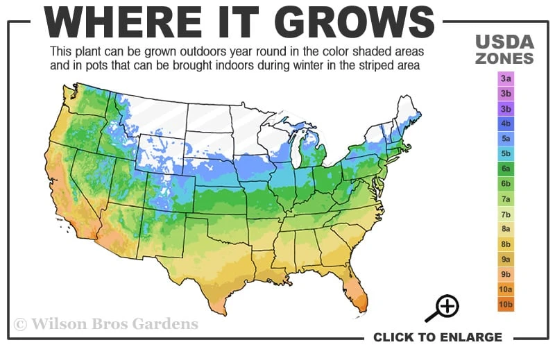 Dwarf Mondo Grass - 18 Count Flat Of Pint Pots 5 Dwarf Mondo Grass - 18 Count Flat Of Pint Pots - Image 3