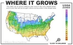 Zebra Hydrangea - 1 Gallon Pot -Plant Sale Shop 5a 8b