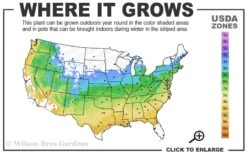 Ukigumo Floating Cloud Ghost Japanese Maple - 7 Gallon Pot -Plant Sale Shop 5a 9a 1