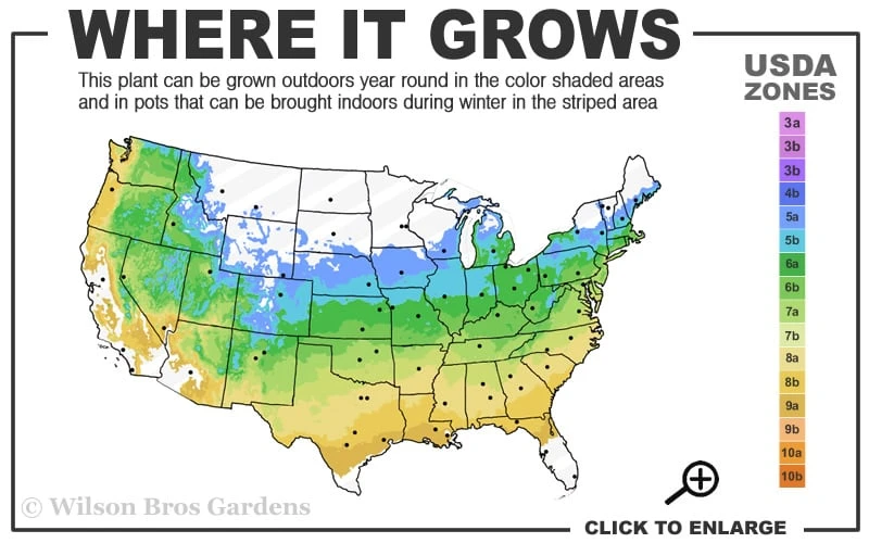 Amber Ghost Japanese Maple - 3 Gallon Pot 5 Amber Ghost Japanese Maple - 3 Gallon Pot - Image 3