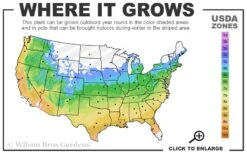 Golden Triumph Variegated Dwarf Boxwood - 3 Gallon Pot -Plant Sale Shop 5a 9b 17