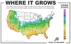 Big Blue Liriope - 6 Pack Of Pint Pots -Plant Sale Shop 5b 11