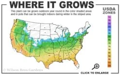 Little Sango' Dwarf Coral Bark Japanese Maple - 5 Gallon Pot -Plant Sale Shop 5b 9b