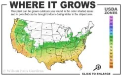 Summer Snow Gardenia - 3 Gallon Pot -Plant Sale Shop 6a 10a