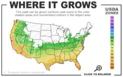 Black Diamond 'Purely Purple' Crape Myrtle Tree (Single Trunk) - 7 Gallon Pot 8 Black Diamond 'Purely Purple' Crape Myrtle Tree (Single Trunk) - 7 Gallon Pot -Plant Sale Shop 6a 10b 3
