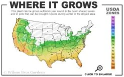 Russian 26 Cold Hardy Pomegranate - 3 Gallon Pot -Plant Sale Shop 6a 11