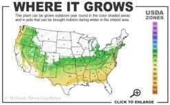 Dwarf Variegated Boxwood - 6 Pack Of 1 Gallon Pots -Plant Sale Shop 6a 8b 1