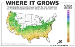 Taylor Pink Japanese Maple - 3 Gallon Pot -Plant Sale Shop 6a 9a