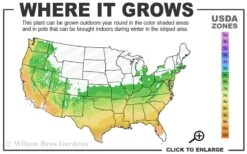 Duet Yellow Jasmine (Jessamine) - 2 Gallon Pot 10 Duet Yellow Jasmine (Jessamine) - 2 Gallon Pot -Plant Sale Shop 6a 9b