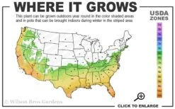 Angus Cold Hardy Eucalyptus Tree (Eucalyptus Nicholii) - Quart Pot -Plant Sale Shop 6b 10b