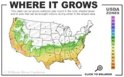 Big O Cold Hardy Eucalyptus Tree (Eucalyptus Neglecta) - 3 Quart Pot 12 Big O Cold Hardy Eucalyptus Tree (Eucalyptus Neglecta) - 3 Quart Pot -Plant Sale Shop 6b 9b 2