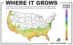 Kramers Supreme Red Double Camellia Japonica - 2 Gallon Pot -Plant Sale Shop 7a 10b 13