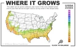 Party Princess 'Kaori Hime' Fragrant Tea Olive - 1 Gallon Pot -Plant Sale Shop 7a 9b 13