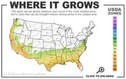 Scarlet Bells' Hong Kong Rose (Rhodoleia Henryi) - 3 Gallon Pot -Plant Sale Shop 7a 9b thumbnail