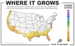 Rosalinda Indian Hawthorn Single Trunk Tree - 7 Gallon Pot (6-7') -Plant Sale Shop 8a 11 2