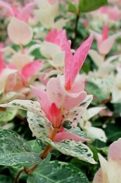 Snow N Summer Asiatic Jasmine - 6 Pack Of 1 Gallon Pots 13 Snow N Summer Asiatic Jasmine - 6 Pack Of 1 Gallon Pots -Plant Sale Shop Asian Jasmine Snow N Summer 16