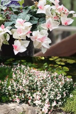 Snow N Summer Asiatic Jasmine - 6 Pack Of 1 Gallon Pots 12 Snow N Summer Asiatic Jasmine - 6 Pack Of 1 Gallon Pots -Plant Sale Shop Asian Jasmine Summer N Snow 2