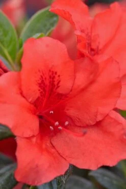 Red Tiara Deja Bloom Azalea - 1 Gallon Pot 9 Red Tiara Deja Bloom Azalea - 1 Gallon Pot -Plant Sale Shop Azalea Deja Bloom Red Tiara 4