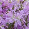 Koromo Shikibu Purple Spider Azalea - 1 Gallon Pot -Plant Sale Shop Azalea Koromo Shikibu 1