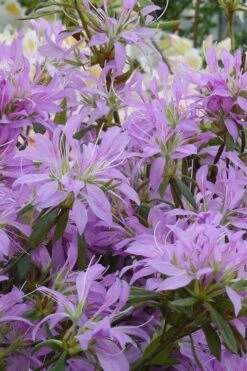 Koromo Shikibu Purple Spider Azalea - 1 Gallon Pot -Plant Sale Shop Azalea Koromo Shikibu 2