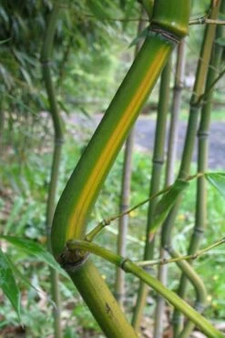 Yellow Groove Bamboo (Phyllostachys Aureosulcata) - 3 Gallon Pot (2-4') -Plant Sale Shop Bamboo Yellow Groove 11