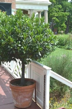 Bay Laurel (Sweet Bay) - Laurus Nobilis - 1 Gallon Pot -Plant Sale Shop Bay Laurel 10