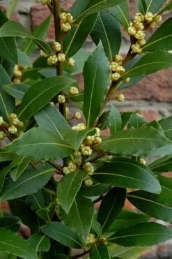 Bay Laurel (Sweet Bay) - Laurus Nobilis - 1 Gallon Pot -Plant Sale Shop Bay Laurel 2
