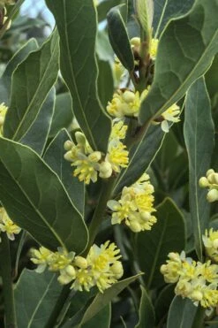 Bay Laurel (Sweet Bay) - Laurus Nobilis - 1 Gallon Pot -Plant Sale Shop Bay Laurel 3