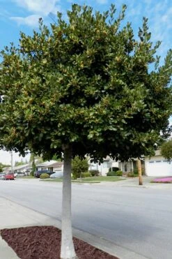 Bay Laurel (Sweet Bay) - Laurus Nobilis - 1 Gallon Pot -Plant Sale Shop Bay Laurel 5