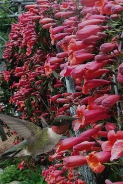 Shalimar Red Crossvine - Bignonia Capreolata - 2 Gallon Pot -Plant Sale Shop Bignonia Shalimar Red 20
