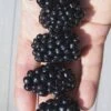 Apache Thornless Blackberry - 2 Gallon Pot -Plant Sale Shop Blackberry Apache In hand 500x750 1