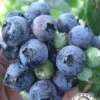 Krewer Rabbiteye Blueberry - 3 Gallon Pot 2 Krewer Rabbiteye Blueberry - 3 Gallon Pot -Plant Sale Shop Blueberry Krewer 1