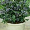 Top Hat Dwarf Blueberry - 1 Gallon Pot -Plant Sale Shop Blueberry Top Hat 1