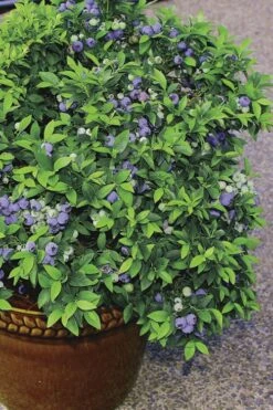Top Hat Dwarf Blueberry - 1 Gallon Pot -Plant Sale Shop Blueberry Top Hat 2