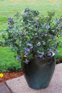 Top Hat Dwarf Blueberry - 1 Gallon Pot -Plant Sale Shop Blueberry Top Hat 3