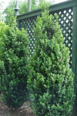 Dee Runk Columnar Boxwood - 3 Gallon Pot -Plant Sale Shop Boxwood Dee Runk 2 500x750 1