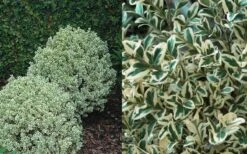 Dwarf Variegated Boxwood - 6 Pack Of 1 Gallon Pots -Plant Sale Shop Boxwood Dwarf Variegated 50
