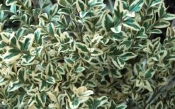 Dwarf Variegated Boxwood - 6 Pack Of 1 Gallon Pots -Plant Sale Shop Boxwood Dwarf Variegated 51