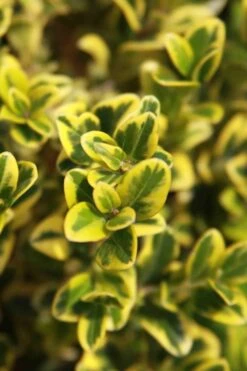 Golden Triumph Variegated Dwarf Boxwood - 3 Gallon Pot -Plant Sale Shop Boxwood Golden Triumph 3
