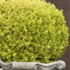 Golden Triumph Variegated Dwarf Boxwood - 3 Gallon Pot -Plant Sale Shop Boxwood Golden Triumph 9