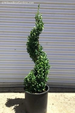 Common Boxwood Spiral Topiary - 5 Gallon Pot -Plant Sale Shop Boxwood Green Mountain Spiral 1