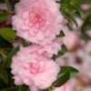 October Magic Pink Perplexion Camellia - 3 Gallon Pot -Plant Sale Shop Caellia Pink Perplexion 500x750 1