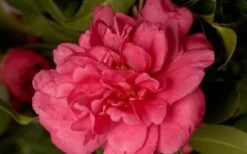 Alabama Beauty Camellia Sasanqua - 2.5 Quart Pot -Plant Sale Shop Camellia Alabama Beauty 50